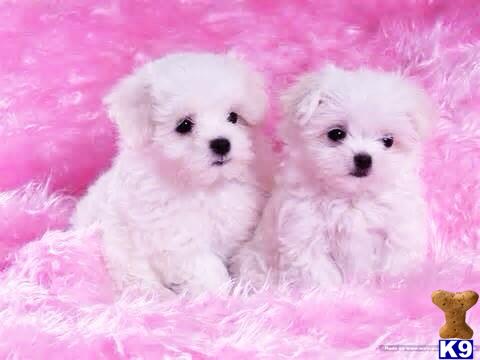 maltipoo puppy posted by NEW PUPPIES